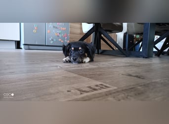 Reinrassige Langhaar - Chihuahua - Welpen abzugeben, sehr verspielt und verkuschelt!