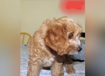 Cockapoo bereit zum Lieben!  - Schenken Sie sich selbst bedingungslose Liebe –