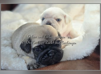 Mops Welpen