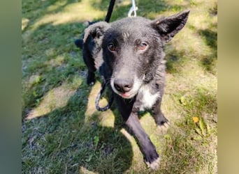 Garo ein absoluter Familienhund