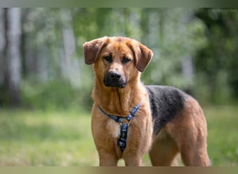 Atives Zuhause für Misha gesucht