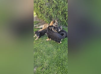 Schäferhund Welpen