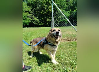 Sonnenschein Benji sucht sein Happy End, Schäferhund Mischling