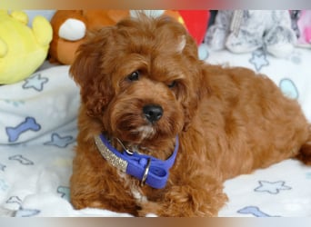 Wunderschöne Cavapoo Welpen F1 (Toypudel/Zwergpudel + Cavalier King Charles Spaniel) mit Ahnentafel