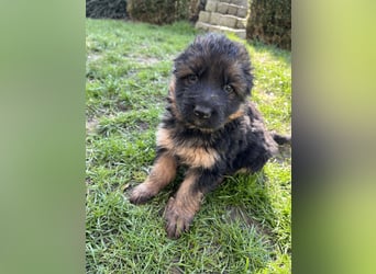 Deutsche Schäferhunde Langstockhaar