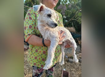 Kefir, geboren 20.04.2020, 29cm sucht sein Körbchen