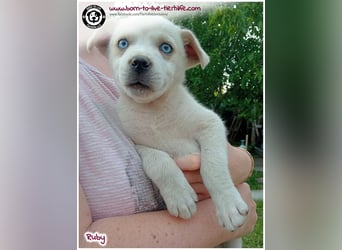 Welpenmädchen Ruby sucht ein Zuhause