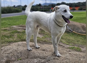 Lucio: Traumhund ohne Wenn und Aber
