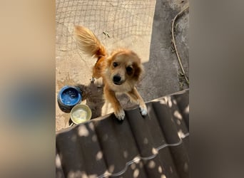 Romeo – riesengroßes Hundeherz im feinen, kleinen Pelz!