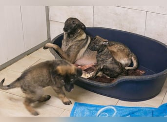 Flower-  Liebevolle Malinois-Mix-Hündin sucht ein geborgenes Zuhause