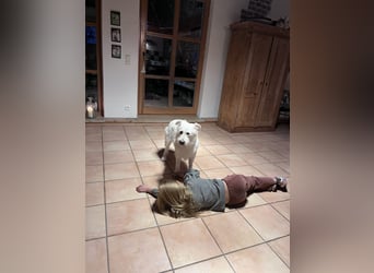 OLAF sucht ein Zuhause