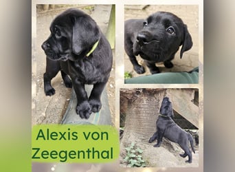 Nur 2 Labrador Weibchen mit Ahnenpass 2 Rüden & 6 Weibchen in Schwarz