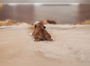 Supersüßes Mini Chihuahua Mädchen