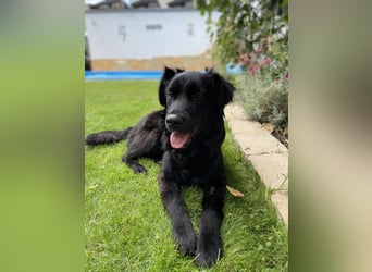 Herzenshund Golden Retriever Mix Jamie sucht sein Körbchen