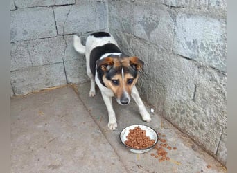 Leo 3, sucht einen Gnadenplatz