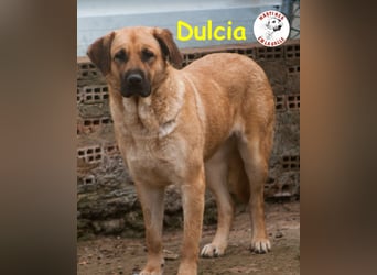 Dulcia 12/2019 (ESP) - sanftmütige, schüchterne Hündin sucht einfühlsames Zuhause!