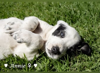 Annie und ihre Geschwister suchen ein Zuhause