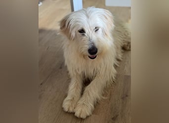 Lola, eine zauberhafte Hündin