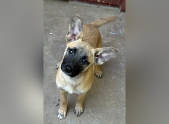 TULIP sucht ihre Menschen