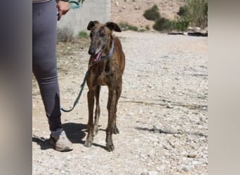 ARTISTA-Charakterstarker Galgo mit Herz und Haltung