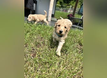 Wurfankündigung Labradoodle F1B Welpen