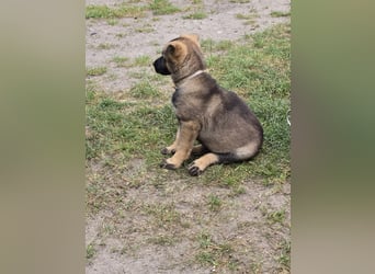 Dunkelgraue Schäferhunde aus Kör-u.Leistungzucht