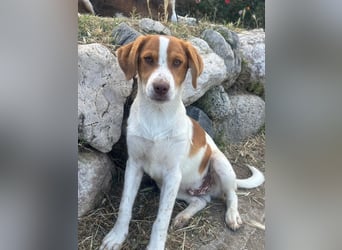 Balto: „Ab über die Alpen und für immer nach Hause.“
