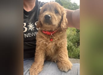 Goldendoodle mini Medium Doodle Abgabe an Pfingsten