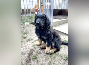 Reinrassiger bildschöner Hovawart Welpe