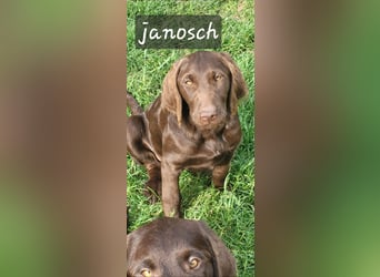 Welpen Labradoodle F1 Braun Könispudel x Labrador