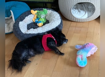 Tylor, menschenbezogen und katzenfreundlich