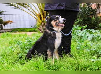 Kathy, Mix Border Collie / Griffon, lieb und sozial