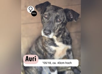 Seniorin Auri