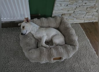 Josie