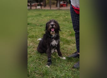 Harley ist ein Hund mit besonderen Bedürfnissen, der ein Zuhause sucht.