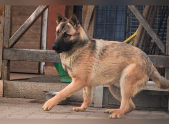 Ivo VI – Kluger, aktiver Malinois-Rüde sucht erfahrenes Zuhause mit Köpfchen