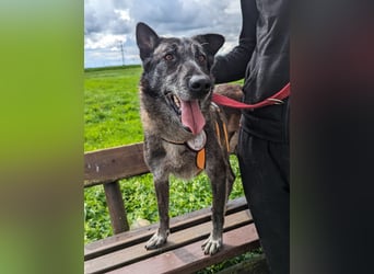 Nelson ein toller Hollandse Herder Mix