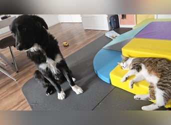 Cake aktiver Welpe Mischling Rüde Junghund sucht Zuhause für immer
