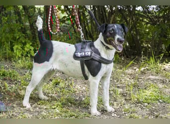 Cili SI – sanfte Foxterrier-Mix-Hündin mit großem Herz sucht ein liebevolles Zuhause