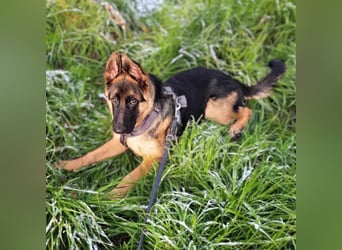 Archie - offen und freundlich