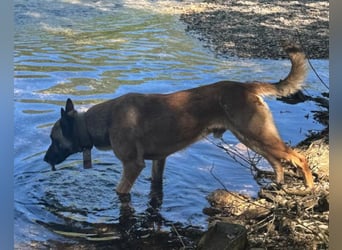 Karl ❤️ ruhig, gehorsamer Malinois-Mix