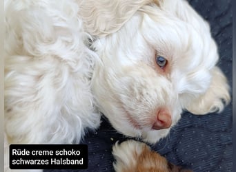 Abgabebereit: schoko Havapoos in verschiedenen Farben