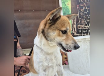 Iuko - lebensfroher Hundejunge sucht Körbchen. bei liebevollen Menschen