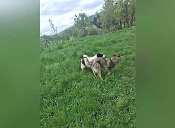 Sarplaninac-Schäfer Mischlings Rüde  Findus (Herden Schutzhund) Sucht ein erfahrenes zuhause