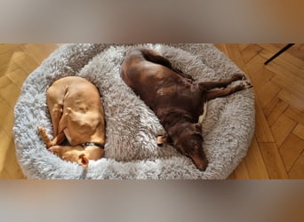 Leona - befindet sich in einer Pflegestelle in 96103 Hallstadt