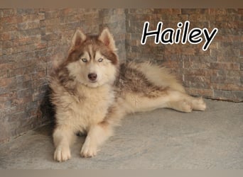 Darf Hailey nun dem trubeligen Alltag entfliehen?