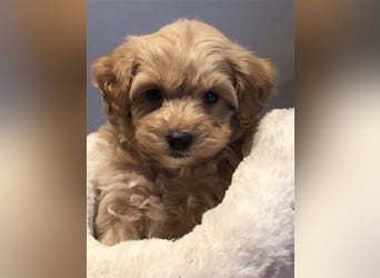 Sehr schöne und gesunde Maltipoo Welpen