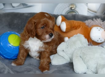 Wunderschöne Cavapoo Welpen F1 (Toypudel/Zwergpudel + Cavalier King Charles Spaniel) mit Ahnentafel