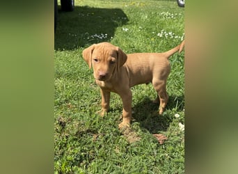 Wunderschöner reinrassiger Vizsla Welpe