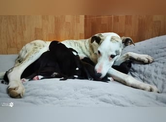 Caio ist im Refugio geboren und darf dort alles lernen, was er braucht